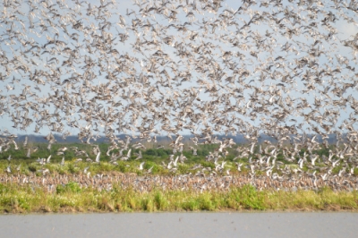 Aeroporto do Montijo destruirá habitat de aves marinhas do estuário do tejo