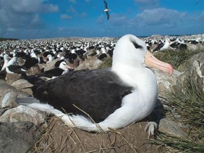 Albatrosses in risk